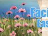 IMG-flores silvestres