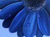 IMAGEN FLOR AZUL