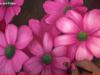 flor rosa
