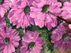 pinta las flores mas bonitas